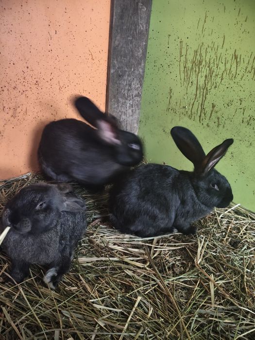 Vând iepuri uriaș german