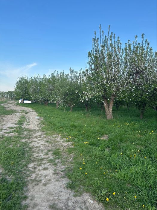 Плодоносящий сад