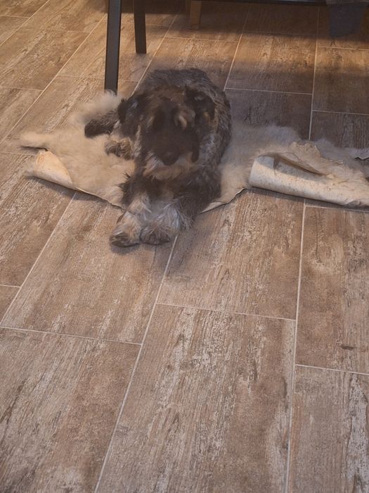 Мител Шнауцер(стандартен)-сол и пипер