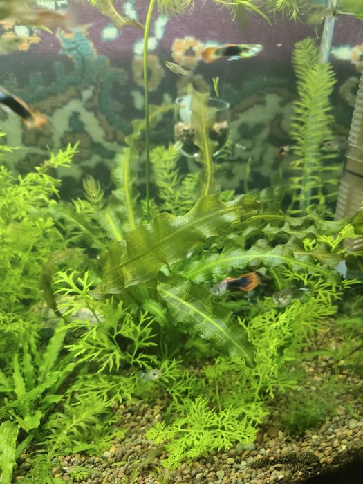 Обмен. Или продажа.