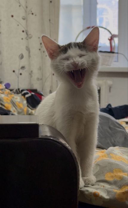 Бесплатная кошка