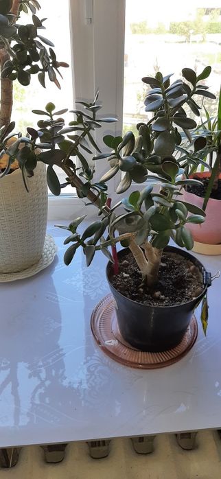 продам Денежное дерево