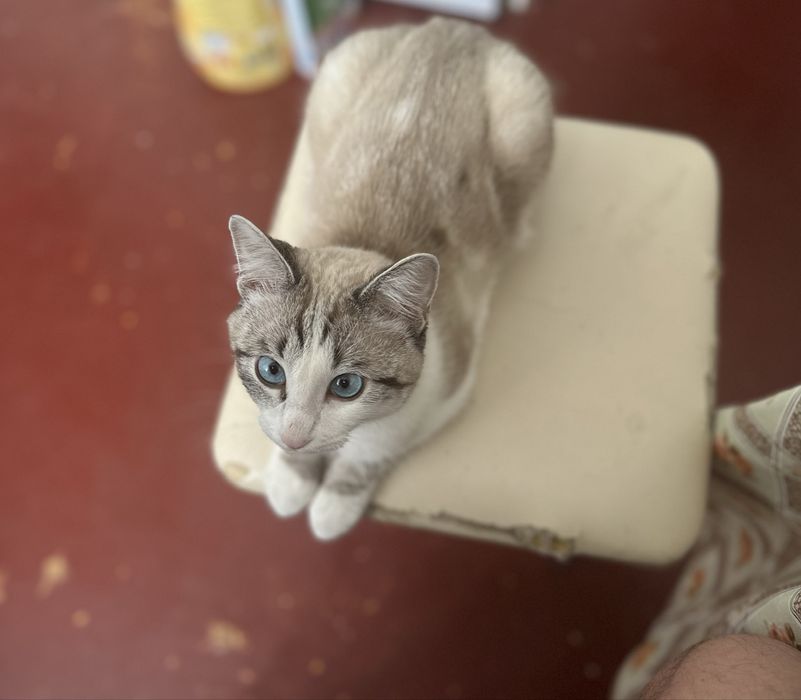 Котенок бесплатно