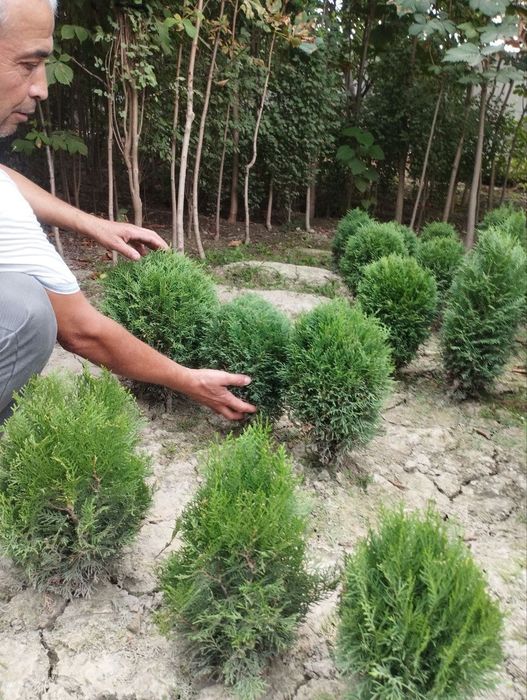 Kashtan zarang sadda qayragʻoch chinor lola sakura archa klyon bor.