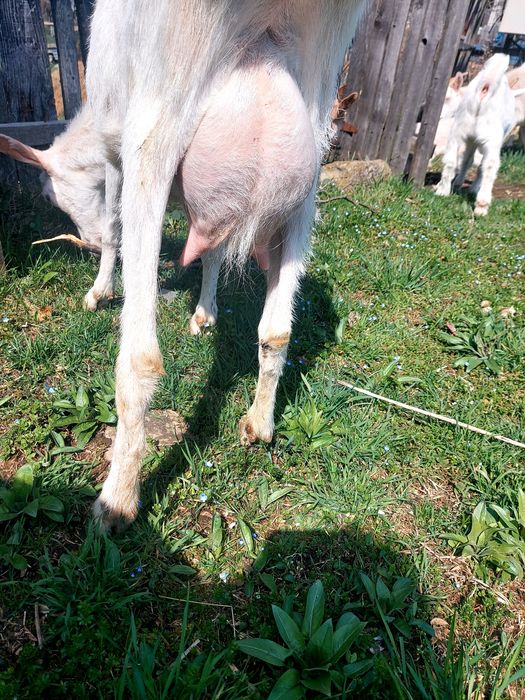Capre la prima și a doua fătare.