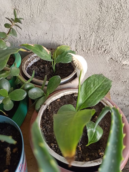 Цветы продаём " Женское Счастье " или " Спатифиллум Шопен " .