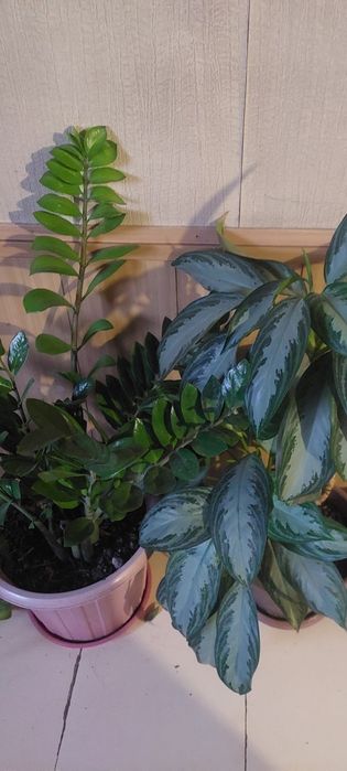 Продам цветы комнатные