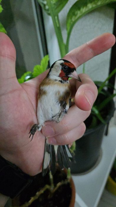 Щегол черноголовый