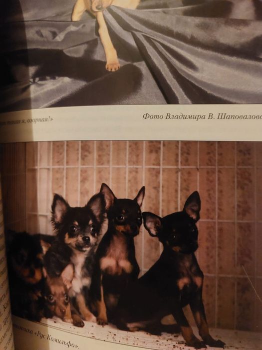 Русский  той терьер  порода