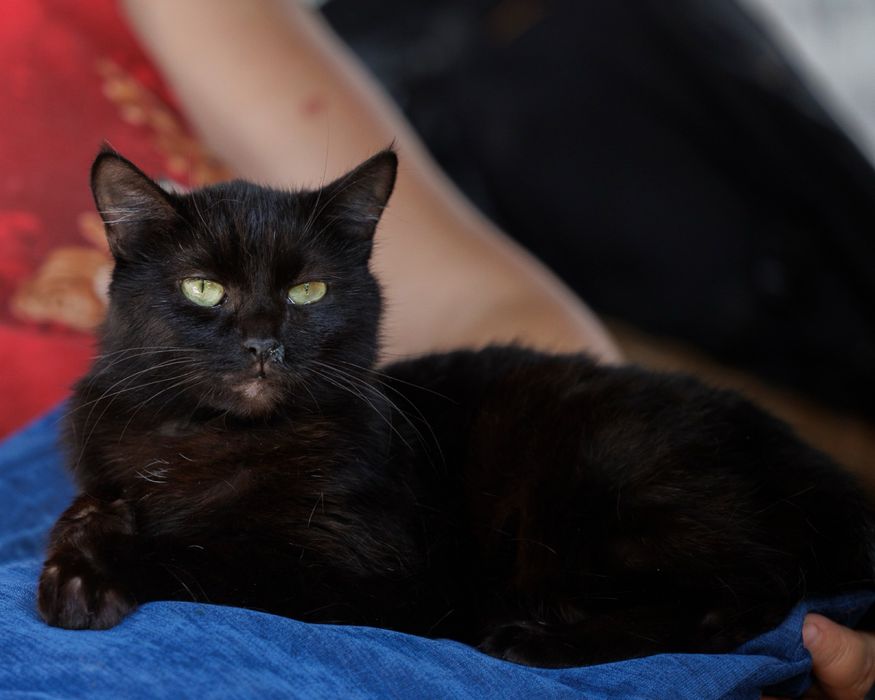 Подарю в дом кошку