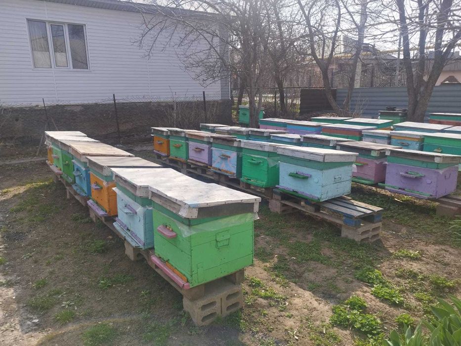 Продам пчелосемьи