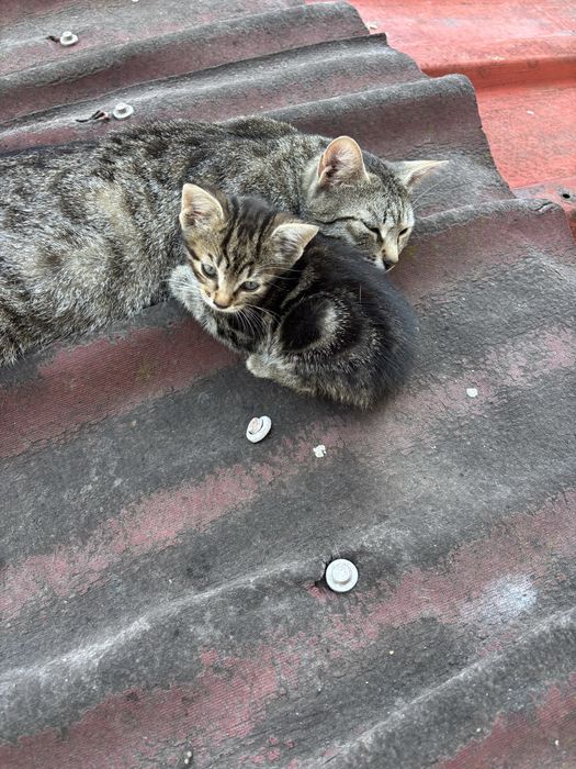 Подарявам малки котенце