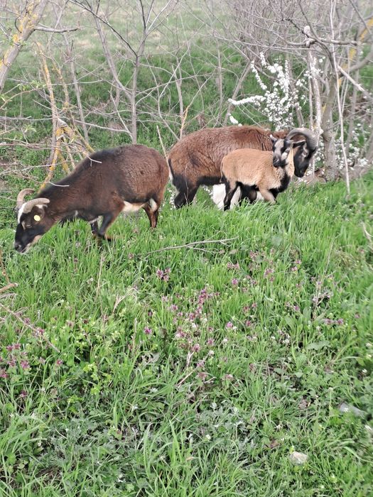 Oi camerun  3 femele