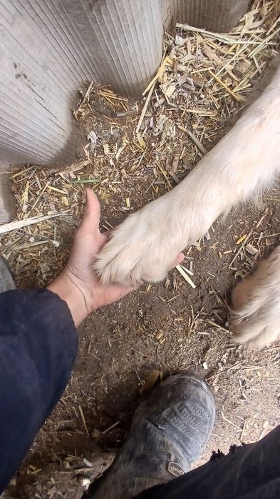 Алабай сатилади парода ит