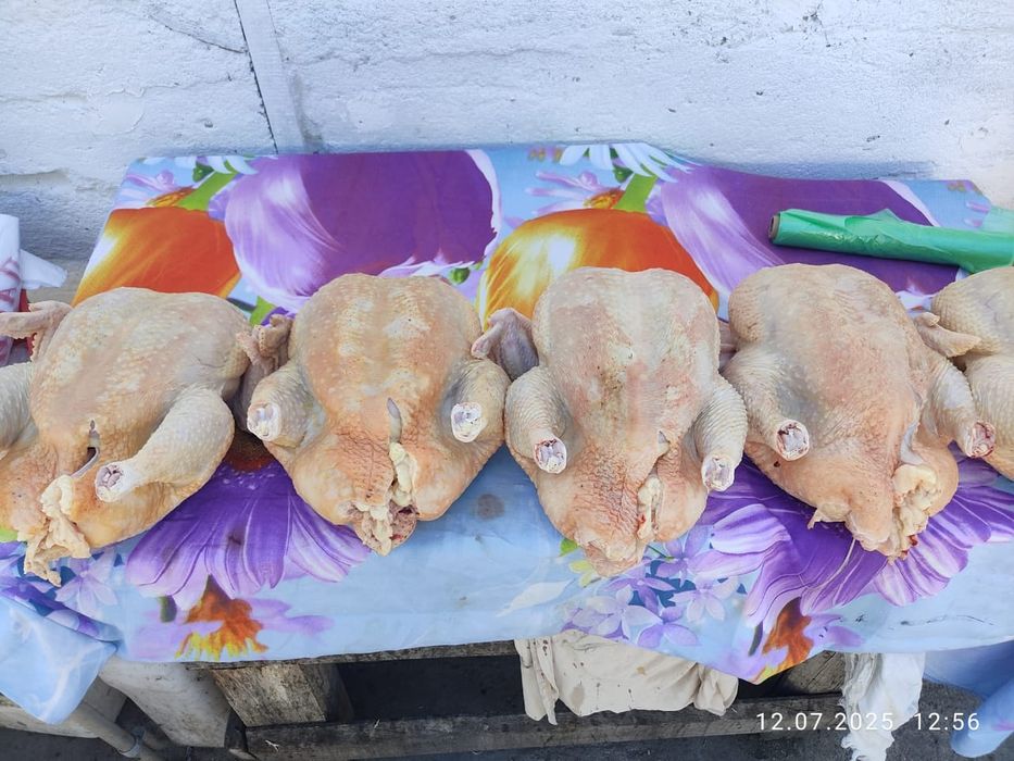 Бройлер домашний