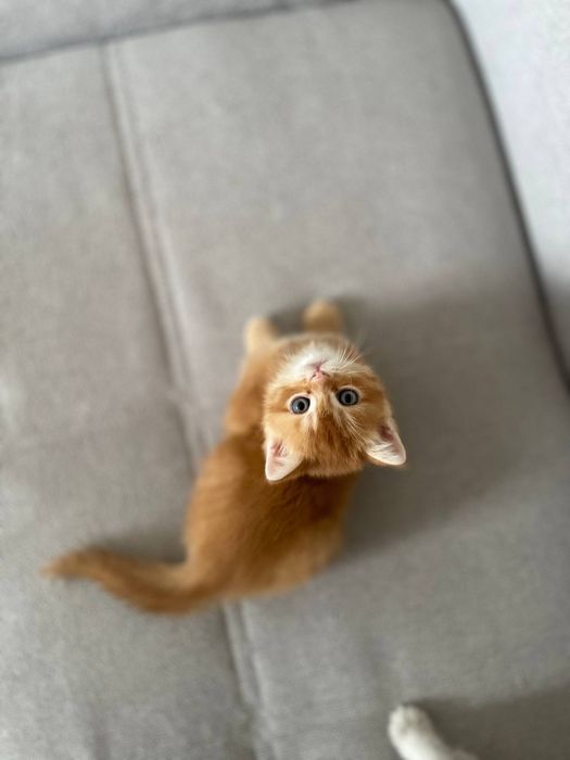 Котята породы скотиш страйт на продаже