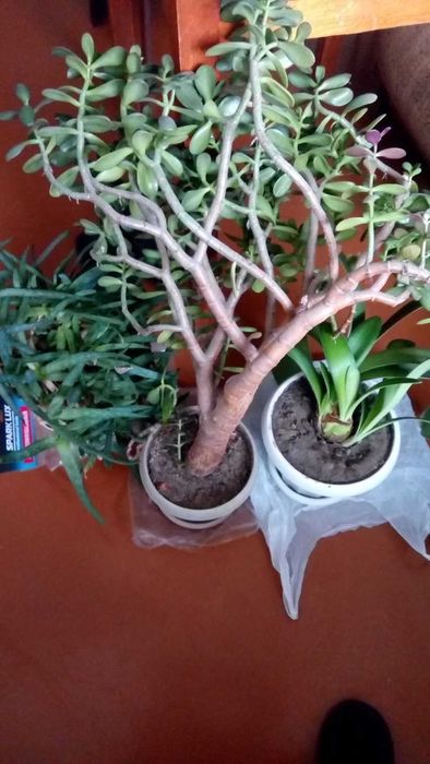 Цветы живые в горшках