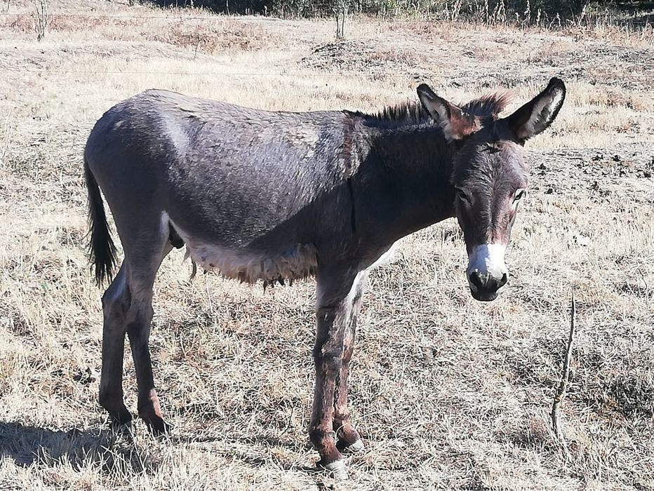 Magar tanar de la magarita bun de lapte
