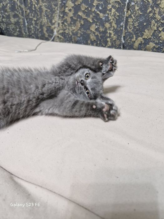 Британские котята