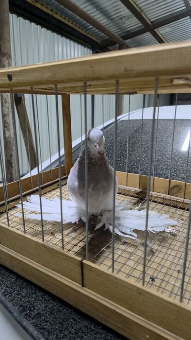 Продам  голубей сизых розовых