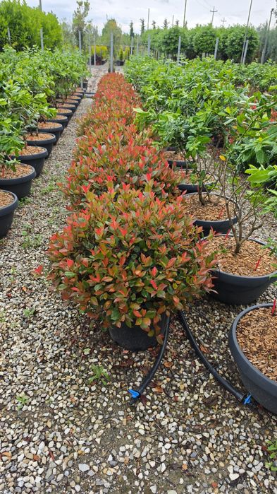 Photinia tufă si pe tija