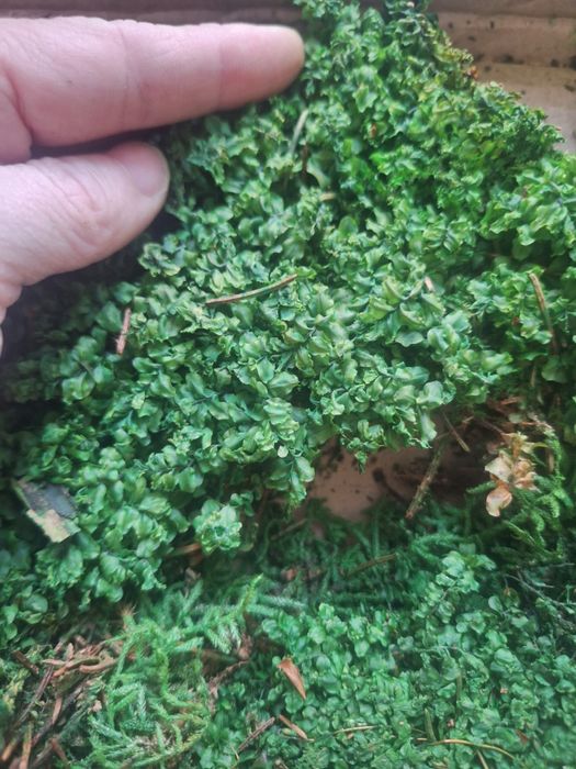 Стабилизированный мох