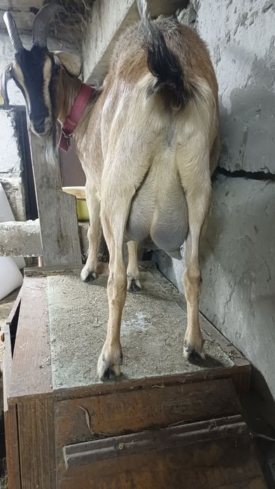 Продам козу.  Дойная