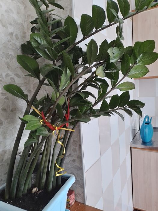 Комнатные цветы большие