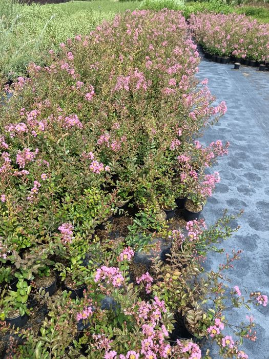 Индийски люляк цена 10 лв брой