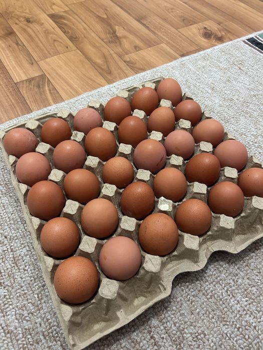 Продам домашний яйца 800 тг