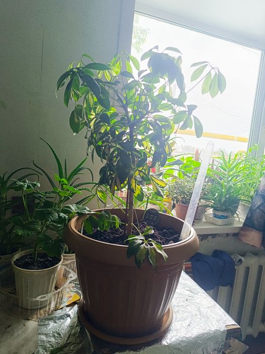Продам шефлеру  для офиса или дома.