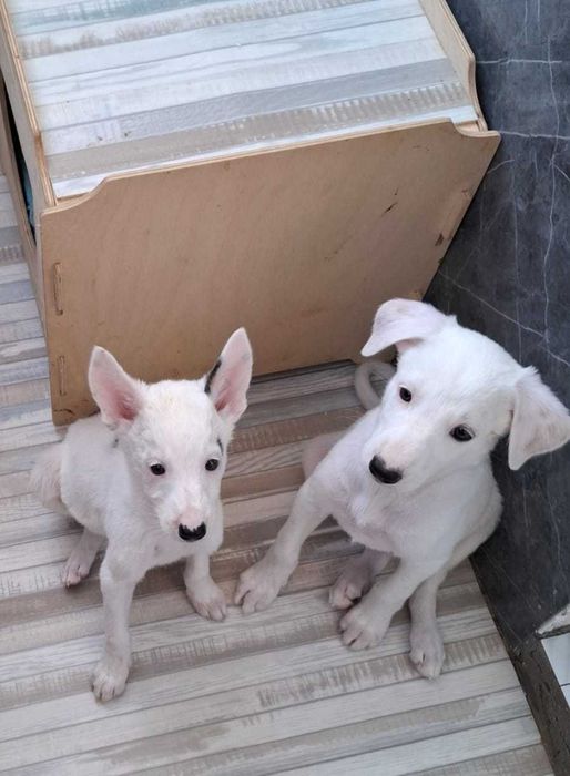 Отдам в добрые руки щенков