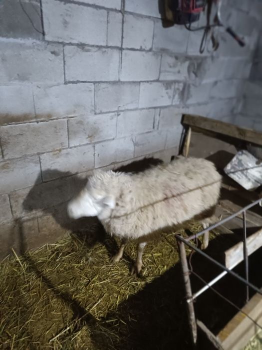 Бычки телки бараны на продажу