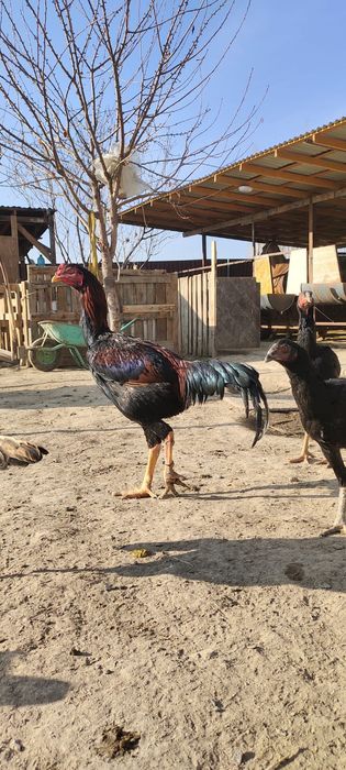 Продам Даканнннн