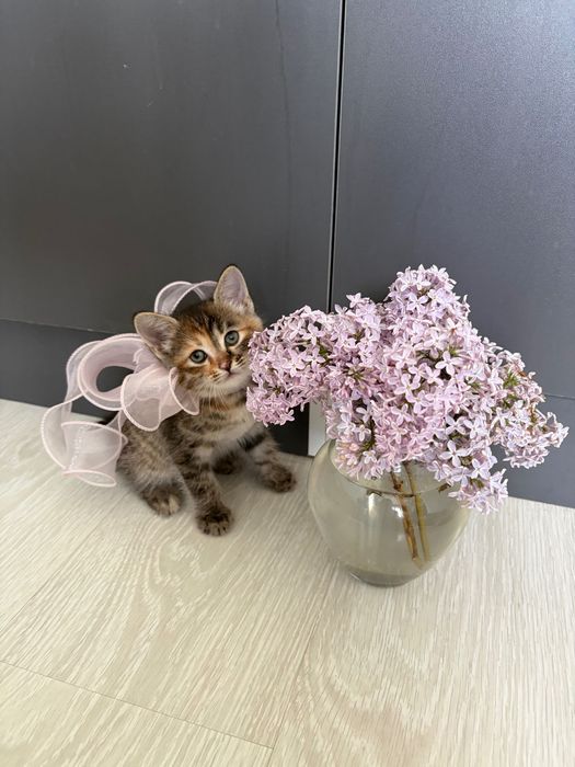 Добрые руки котенок