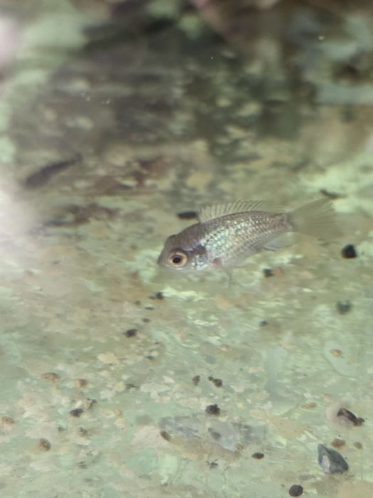 Продаются скалярии