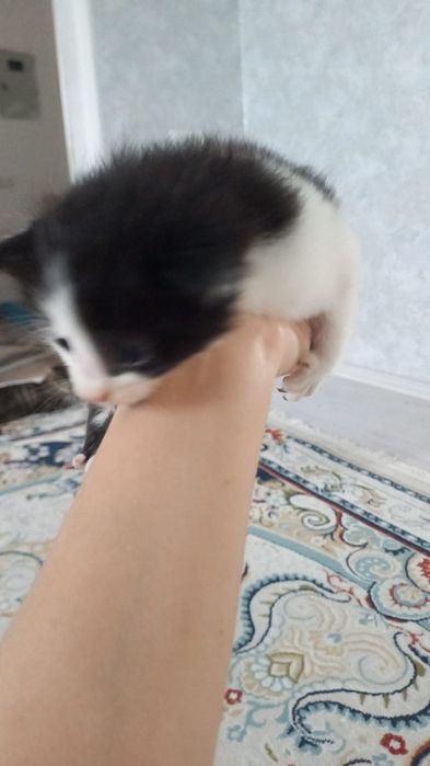 Продаеться котята