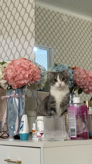 кошка 6 месяцев добрая