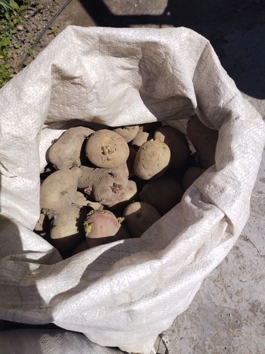 Продам семенную картошку