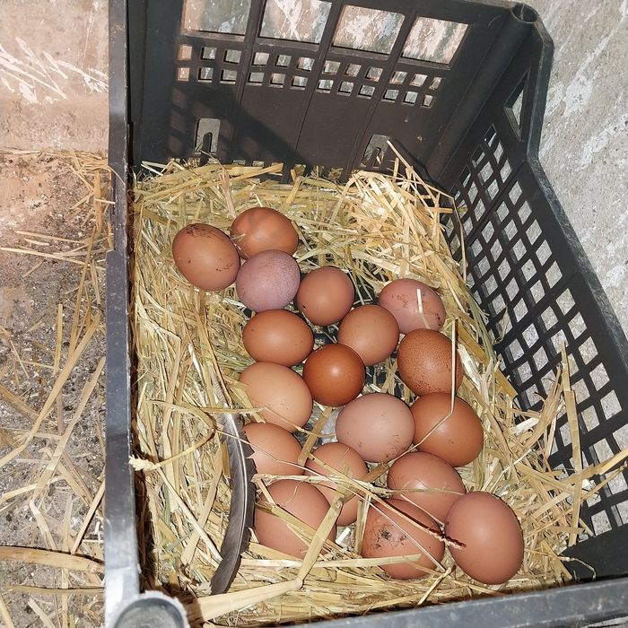 Vand cocoși încălțați și oua de puicute ouatoare