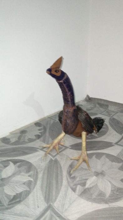 Хуроз учун макет сотилади