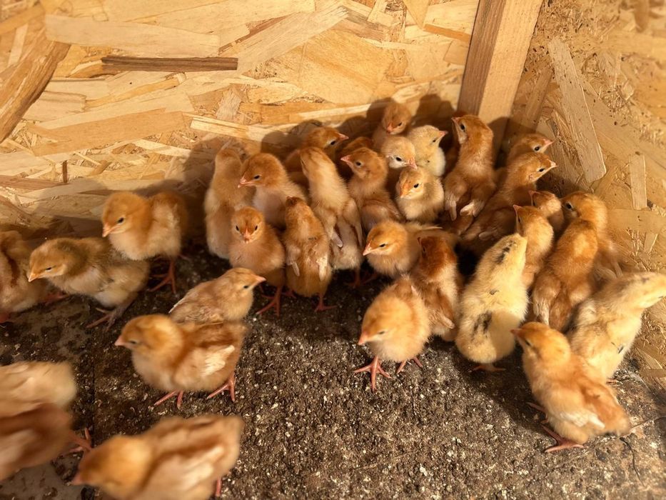 ломан Браун балапан