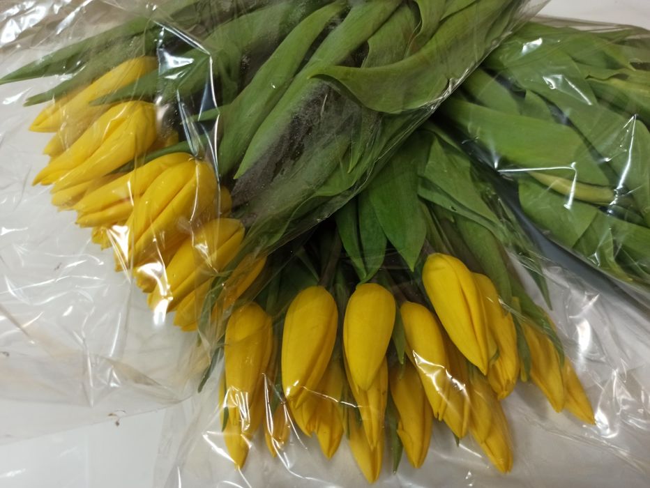 Тюльпаны оптом от 420 тенге