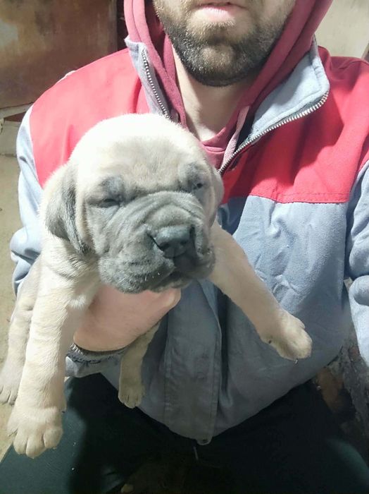 Кане Корсо  Puppy