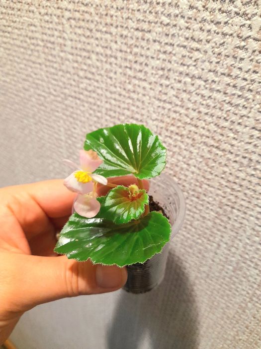 Продам Сансевиерия Металлика