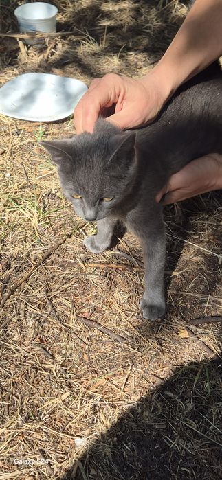 Котенца за отглеждане