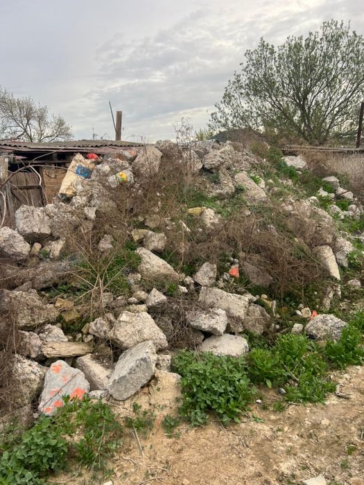 Блужник строительный