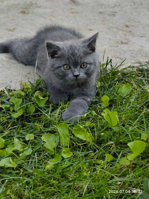 Продаётся котёнок скоттиш-страйт