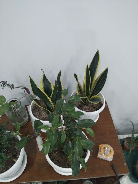 Гүлдер сатылады әр түрлі!