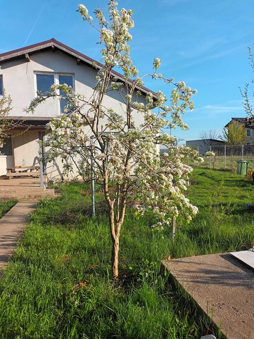 Moara Vlasiei , Casa cu teren 4250 m2